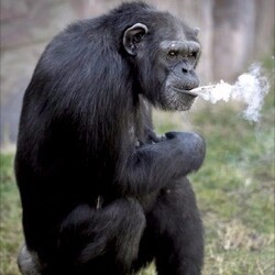 원숭이 담배 침팬치 인생 뭐있냐 흡연