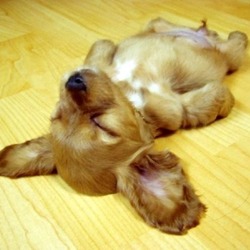 지루 하품 피곤 피곤해 지루해 가아지 잠자는 모습 바닥에 누운 강아지
