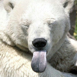 메롱 곰 백곰 북극곰 혀 혓바닥 놀릴때 곰돌이