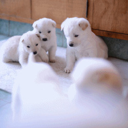 솜사탕 강아지 귀여운 아기 흰색 동물 심쿵