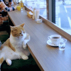 고양이 냥이 인생 동물 커피 한잔 여유