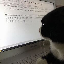 고양이 악플 댓글 판사님 컴퓨터