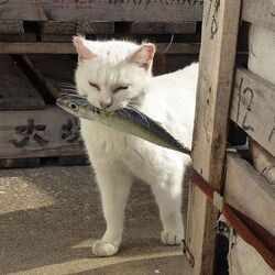고양이 생선 물고 가는짤 냥이