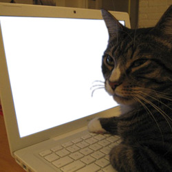 고양이 댓글 노트북 인터넷 악플 냥이