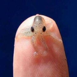 미니 오징어 손가락 사이즈 작은 못생긴 얼굴