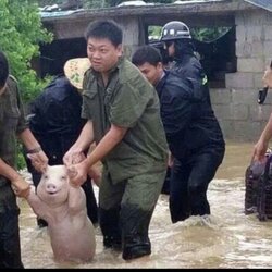 돼지 끌려가는 물속 비오는날 수해 물난리 군인 질질